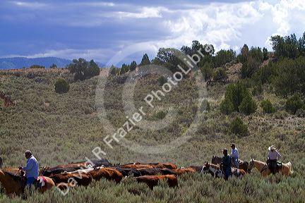 Cowboys on a cattle drive in the desert near Cuba, New Mexico, USA.