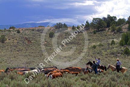 Cowboys on a cattle drive in the desert near Cuba, New Mexico, USA.