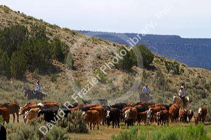 Cowboys on a cattle drive in the desert near Cuba, New Mexico, USA.