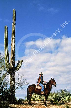 Cowboy on horseback in Arizona, USA.