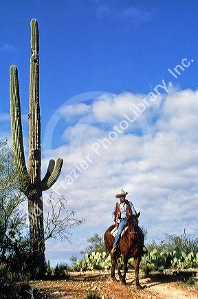 Cowboy on horseback in Arizona, USA.