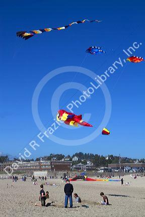 People flying kites along the D River in Lincoln City, Oregon, USA.