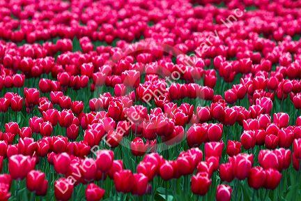 Show garden of spring-flowering tulip bulbs in Skagit Valley, Washington, USA.