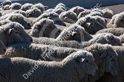 Sheep being moved to lambing areas in Canyon County, Idaho, USA.