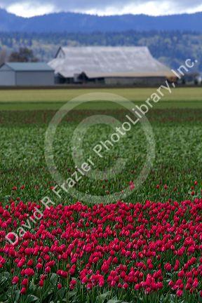 Show garden of spring-flowering tulip bulbs in Skagit Valley, Washington, USA.