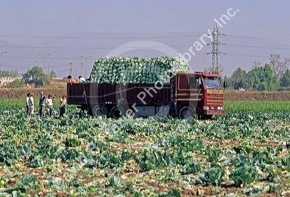 Cabbage harvest near Santiago, Chile.