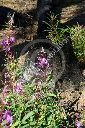 Area burned by forest fire along the historic Magruder Corridor road that devides the Frannk Church-River of No Return Wilderness Area and the Selway-Bitterwoot Wilderness in Idaho, USA.