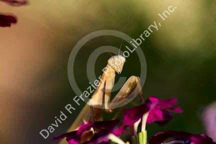 Praying mantis sitting on a purple flower in Boise, Idaho, USA.