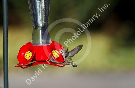 Calliope Hummingbird drinking from a feeder in Boise, Idaho, USA.