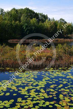 Wetland habitat with aquatic vegetation near Cadillac, Michigan, USA.