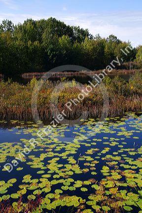 Wetland habitat with aquatic vegetation near Cadillac, Michigan, USA.