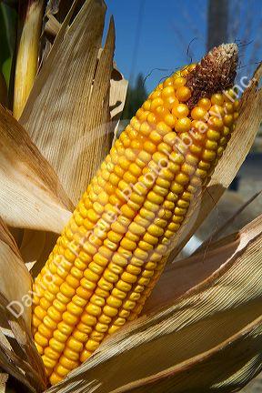 Ripe feed corn on the cob in Canyon County, Idaho, USA.