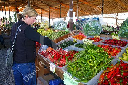 Woman shopping for a variety of peppers at an outdoor farmers' market in Fruitland, Idaho, USA. MR