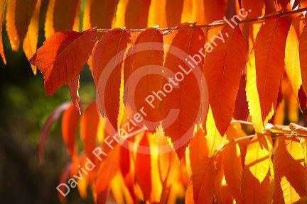 Colorful sumac leaves in autumn.