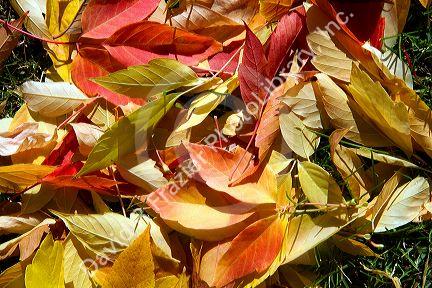 Colorful autumn leaves on the ground in Boise, Idaho, USA.