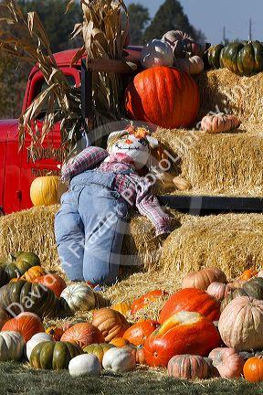 Pumpkin patch in Fruitland, Idaho, USA.