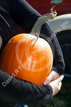 Woman choosing a pumpkin at a pumpkin patch in Fruitland, Idaho, USA. MR