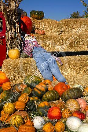 Pumpkin patch in Fruitland, Idaho, USA.
