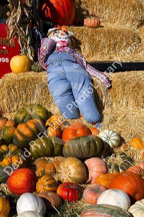 Pumpkin patch in Fruitland, Idaho, USA.