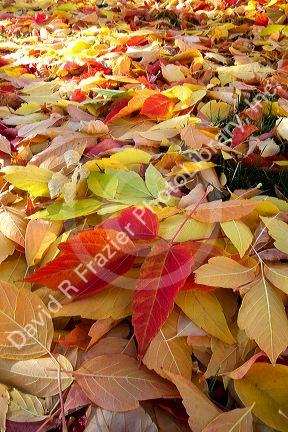 Colorful autumn leaves on the ground in Boise, Idaho, USA.