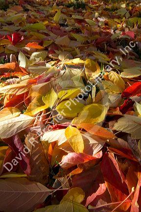 Colorful autumn leaves on the ground in Boise, Idaho, USA.