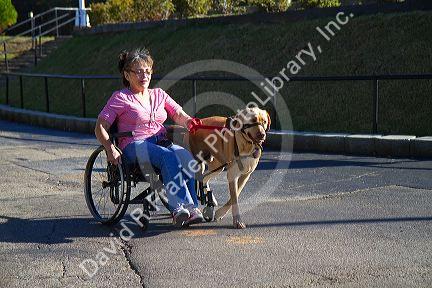 Disabled woman in a wheelchair using a service dog for help.