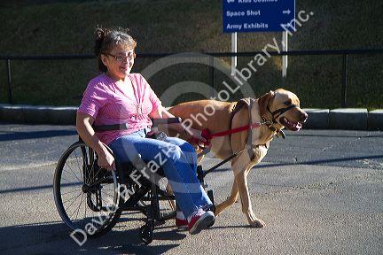 Disabled woman in a wheelchair using a service dog for help.