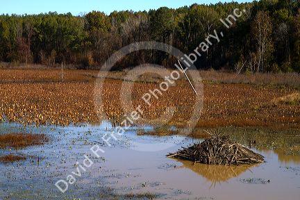 Beaver lodge in a swamp along the Tombigbee River north of Tupelo Mississippi, USA.