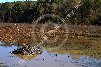 Beaver lodge in a swamp along the Tombigbee River north of Tupelo Mississippi, USA.