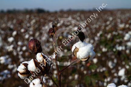 Cotton field ready for harvest in the American South.