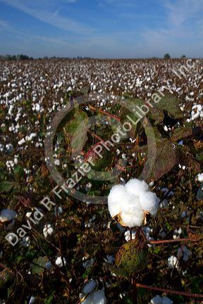 Cotton field ready for harvest in the American South.