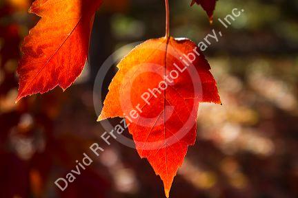 Autumn leaves in Boise, Idaho, USA.