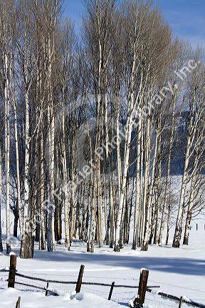 Winter scene in Round Valley, Valley County, Idaho, USA.