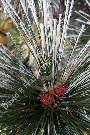Frost covered pine needles in Valley County, Idaho, USA.