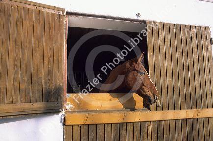 A horse looking out the stall of a barn in Germany.