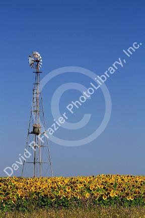 Windmill and field of sunflowers north of Necochea, Argentina.