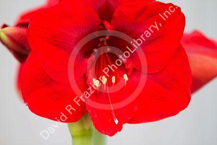 Red flowering amaryllis bulbous plant.