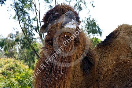Bactrian Camel at the San Diego Zoo located in Balboa Park, California, USA.