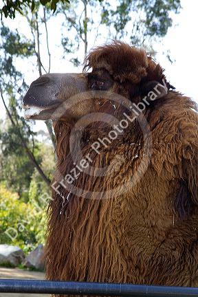 Bactrian Camel at the San Diego Zoo located in Balboa Park, California, USA.