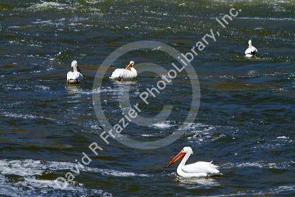 American White Pelicans on the Snake River in Elmore County, Idaho, USA.