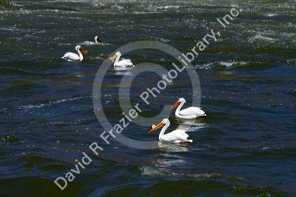 American White Pelicans on the Snake River in Elmore County, Idaho, USA.
