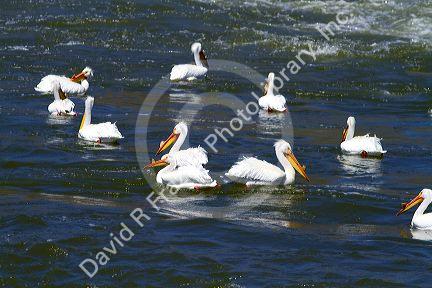 American White Pelicans on the Snake River in Elmore County, Idaho, USA.