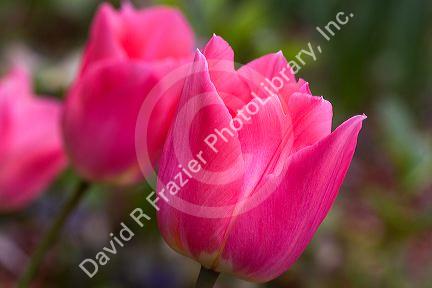 Tulip flower in bloom.