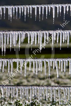 Frozen irrigation water on a wire fence.