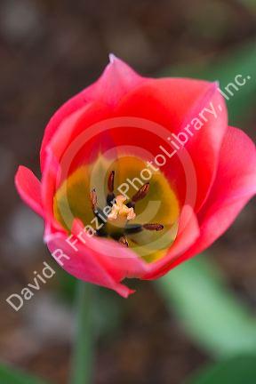 Tulip flower in bloom.