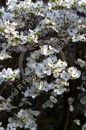 Dogwood tree in bloom.