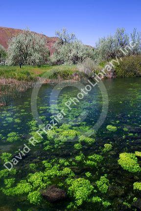 The Snake River at Thousand Springs State Park in the Hagerman Valley, Idaho, USA.