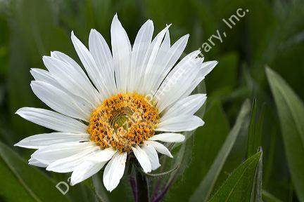 White mule's ear wildflower.