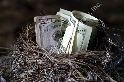 A bird nest full of american money.