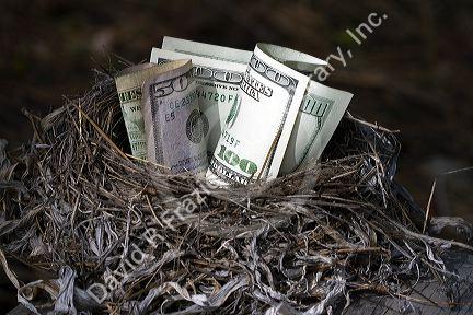 A bird nest full of american money.